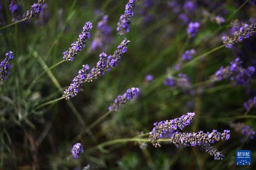 薰衣草在线观看,在线观看之旅 第1张 薰衣草在线观看,在线观看之旅 第1张